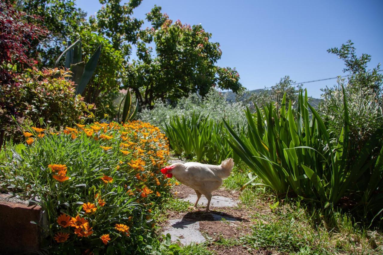 Pietrantica - Affittacamere Con Giardino Nuova Apertura A Trebiano -Citr 外观 照片